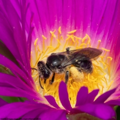 Leioproctus sp. (genus) (Plaster bee) at Kurnell, NSW - 8 Oct 2022 by Roger