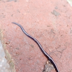 Caenoplana coerulea (Blue Planarian, Blue Garden Flatworm) at Lyneham, ACT - 11 Oct 2022 by snapperoonie