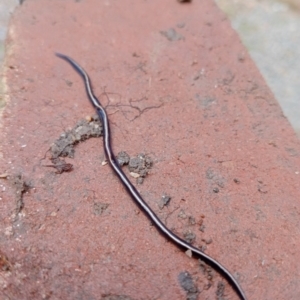 Caenoplana coerulea at Lyneham, ACT - 11 Oct 2022