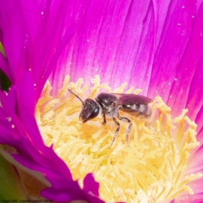 Lasioglossum (Chilalictus) sp. (genus & subgenus) (Halictid bee) at Kamay Botany Bay National Park - 7 Oct 2022 by Roger