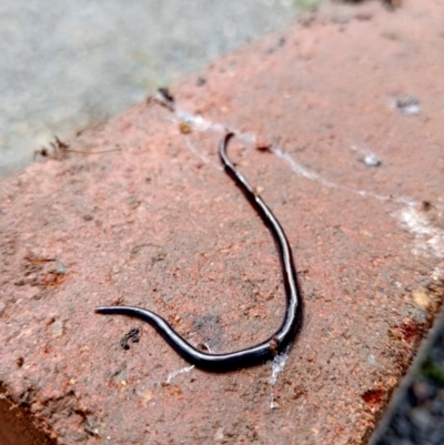 Caenoplana coerulea (Blue Planarian, Blue Garden Flatworm) at Lyneham, ACT - 11 Oct 2022 by snapperoonie