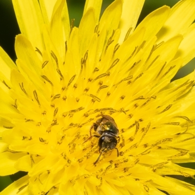 Lasioglossum (Homalictus) punctatum (A halictid bee) at Kurnell, NSW - 8 Oct 2022 by Roger