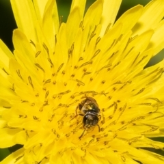 Lasioglossum (Homalictus) punctatus (A halictid bee) at Kurnell, NSW - 7 Oct 2022 by Roger