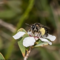 Unidentified Bee (Hymenoptera, Apiformes) at Kurnell, NSW - 7 Oct 2022 by Roger