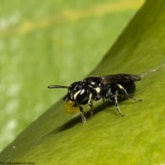 Hylaeus (Prosopisteron) sp. (genus & subgenus) (Masked Bee) at Kamay Botany Bay National Park - 8 Oct 2022 by Roger