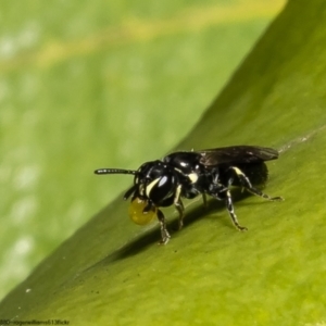 Hylaeus (Prosopisteron) sp. (genus & subgenus) at Kurnell, NSW - 8 Oct 2022