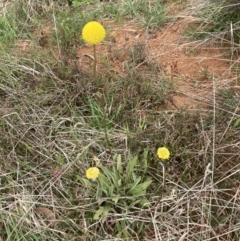 Craspedia variabilis (Common Billy Buttons) at Mulligans Flat - 10 Oct 2022 by Jenny54