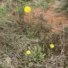 Craspedia variabilis at Bonner, ACT - suppressed