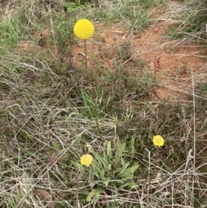 Craspedia variabilis at Bonner, ACT - suppressed