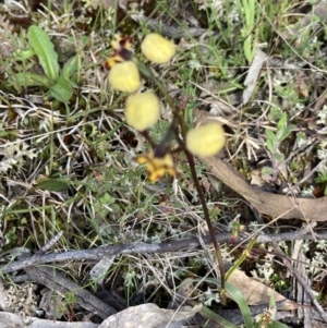 Diuris pardina at Sutton, NSW - 11 Oct 2022