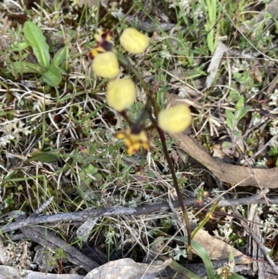 Diuris pardina (Leopard Doubletail) at Sutton, NSW - 11 Oct 2022 by Jenny54