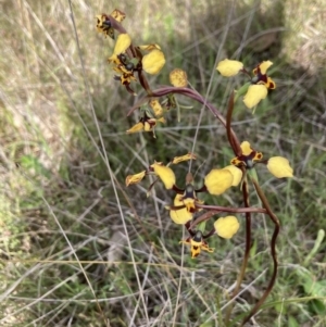 Diuris pardina at Sutton, NSW - 11 Oct 2022