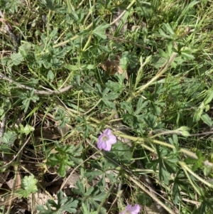 Geranium solanderi at Bonner, ACT - 11 Oct 2022