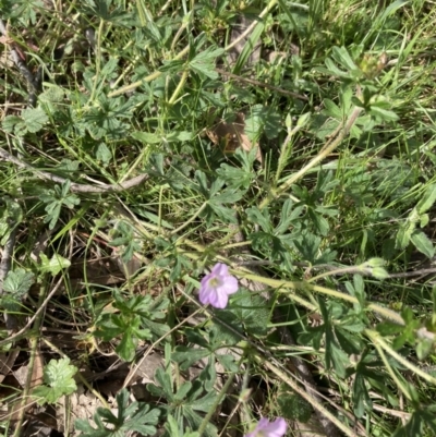 Geranium solanderi (Native Geranium) at Bonner, ACT - 11 Oct 2022 by Jenny54