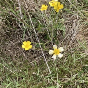 Ranunculus lappaceus at Bonner, ACT - 11 Oct 2022 11:11 AM