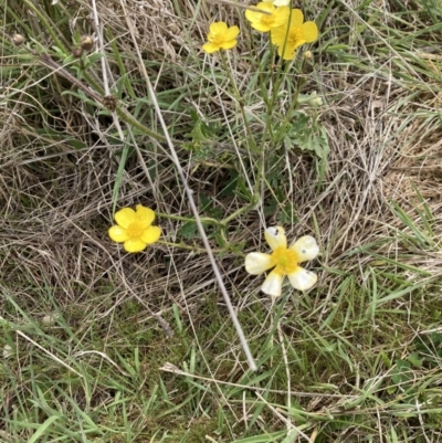 Ranunculus lappaceus (Australian Buttercup) at Bonner, ACT - 11 Oct 2022 by Jenny54