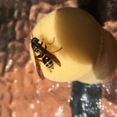 Polistes (Polistes) chinensis (Asian paper wasp) at Hackett, ACT - 11 Oct 2022 by JochenZeil