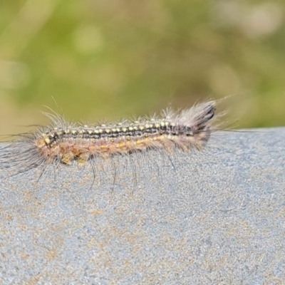 Uraba lugens (Gumleaf Skeletonizer) at Mount Mugga Mugga - 11 Oct 2022 by Mike