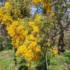 Acacia cultriformis (Knife Leaf Wattle) at Mount Mugga Mugga - 11 Oct 2022 by Mike