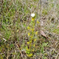 Drosera gunniana (Pale Sundew) at Jerrabomberra, ACT - 11 Oct 2022 by Mike