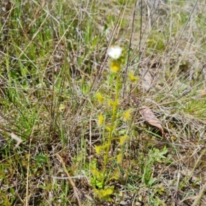 Drosera gunniana at Jerrabomberra, ACT - 11 Oct 2022