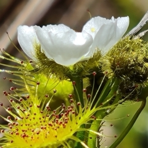 Drosera gunniana at Jerrabomberra, ACT - 11 Oct 2022