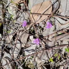 Thysanotus patersonii (Twining Fringe Lily) at Wanniassa Hill - 11 Oct 2022 by Mike