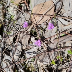 Thysanotus patersonii (Twining Fringe Lily) at Jerrabomberra, ACT - 11 Oct 2022 by Mike