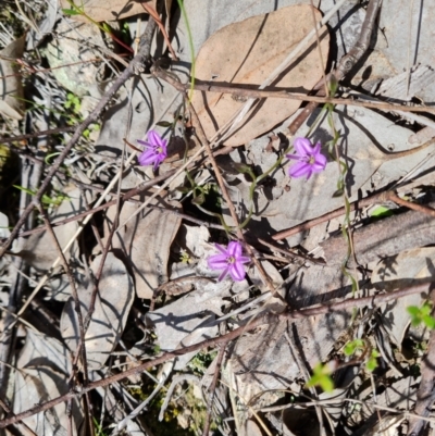 Thysanotus patersonii (Twining Fringe Lily) at Wanniassa Hill - 11 Oct 2022 by Mike
