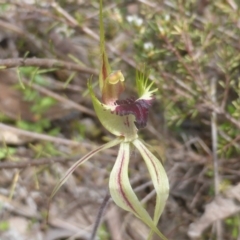 Caladenia atrovespa (Green-comb Spider Orchid) at Jerrabomberra, ACT - 11 Oct 2022 by Mike