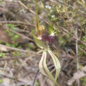 Caladenia atrovespa at Jerrabomberra, ACT - suppressed