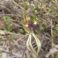 Caladenia atrovespa (Green-comb Spider Orchid) at Wanniassa Hill - 10 Oct 2022 by Mike