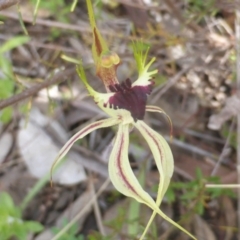 Caladenia atrovespa at Jerrabomberra, ACT - suppressed