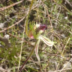 Caladenia atrovespa at Jerrabomberra, ACT - suppressed