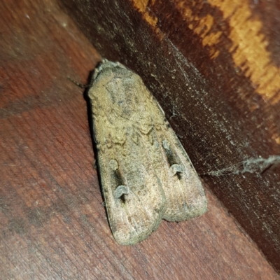 Agrotis infusa (Bogong Moth, Common Cutworm) at Kambah, ACT - 11 Oct 2022 by MatthewFrawley