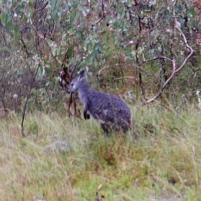 Osphranter robustus robustus (Eastern Wallaroo) at Mount Taylor - 7 Apr 2022 by MountTaylorParkcareGroup