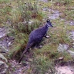 Osphranter robustus robustus at Kambah, ACT - 7 Apr 2022 12:49 PM