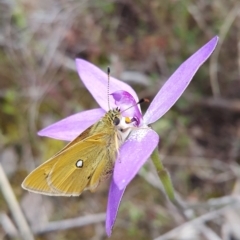 Trapezites luteus (Yellow Ochre, Rare White-spot Skipper) at Bruce, ACT - 11 Oct 2022 by darrenw