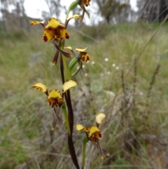 Diuris pardina (Leopard Doubletail) at Mount Majura - 9 Oct 2022 by coljet