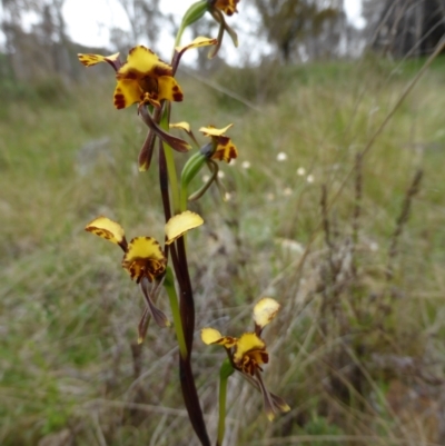 Diuris pardina (Leopard Doubletail) at Mount Majura - 9 Oct 2022 by coljet