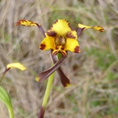 Diuris pardina at Watson, ACT - 9 Oct 2022