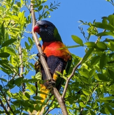 Trichoglossus moluccanus (Rainbow Lorikeet) at Thurgoona, NSW - 10 Oct 2022 by ChrisAllen