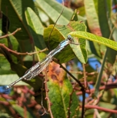 Austrolestes leda (Wandering Ringtail) at Albury - 10 Oct 2022 by ChrisAllen