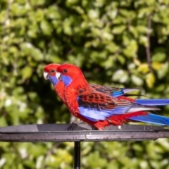 Platycercus elegans (Crimson Rosella) at Jerrabomberra, NSW - 16 Sep 2022 by MarkT