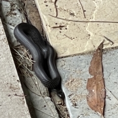 Cryptophis nigrescens (Eastern Small-eyed Snake) at Guerilla Bay, NSW - 11 Oct 2022 by Kaf89