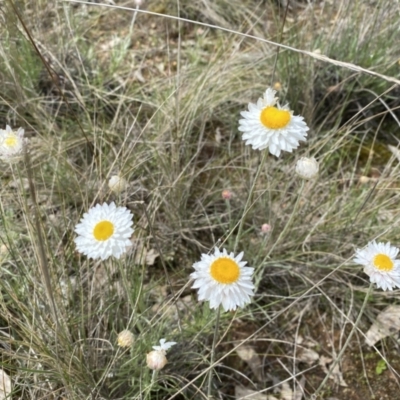 Leucochrysum albicans subsp. tricolor (Hoary Sunray) at Throsby, ACT - 11 Oct 2022 by simonstratford