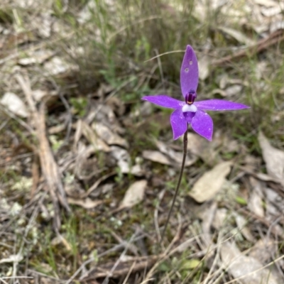 Glossodia major (Wax Lip Orchid) at Goorooyarroo NR (ACT) - 11 Oct 2022 by simonstratford