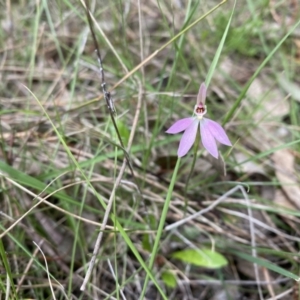 Caladenia carnea at Throsby, ACT - suppressed