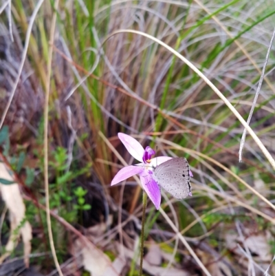 Erina hyacinthina (Varied Dusky-blue) at Aranda, ACT - 4 Oct 2022 by darrenw