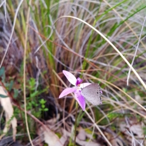 Erina hyacinthina at Aranda, ACT - 4 Oct 2022